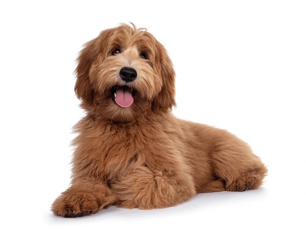 Dogs