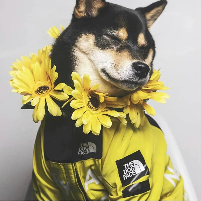 The Dog Fans Windbreaker Raincoat - Perfect for Hikes